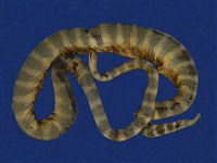 藏品(青環海蛇)的圖片